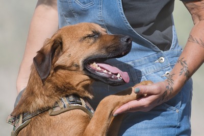 Caju - sensibel und liebevoll, Caju – sensibel und liebevoll - Rüde