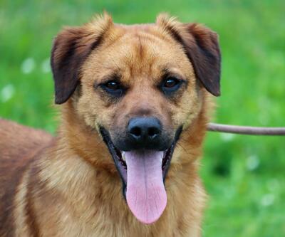 Caju - sensibel und liebevoll, Caju – sensibel und liebevoll - Rüde