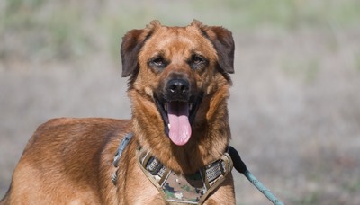 Caju - sensibel und liebevoll, Caju – sensibel und liebevoll - Rüde