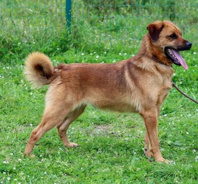 Caju - sensibel und liebevoll, Caju – sensibel und liebevoll - Rüde