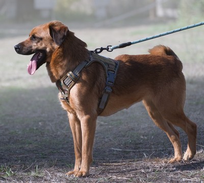 Caju - sensibel und liebevoll, Caju – sensibel und liebevoll - Rüde