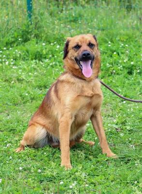 Caju - sensibel und liebevoll, Caju – sensibel und liebevoll - Rüde