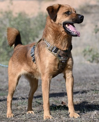 Caju - sensibel und liebevoll, Mischling - Rüde