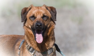 Caju - sensibel und liebevoll, Mischling - Rüde