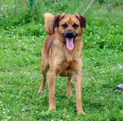 Caju - sensibel und liebevoll, Mischling - Rüde