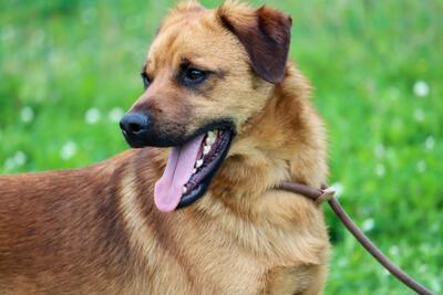 Caju - sensibel und liebevoll, Mischling - Rüde