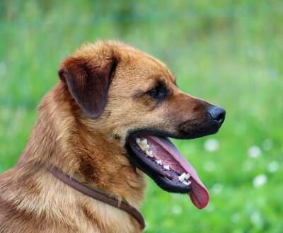 Caju - sensibel und liebevoll, Mischling - Rüde