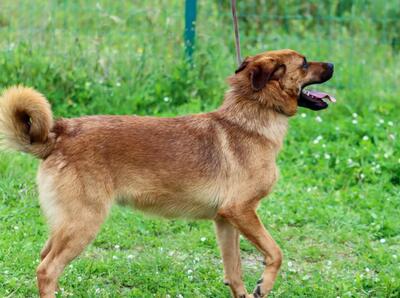 Caju - sensibel und liebevoll, Mischling - Rüde