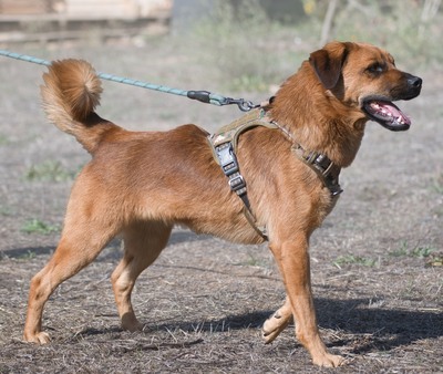 Caju - sensibel und liebevoll, Mischling - Rüde