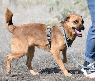 Caju - sensibel und liebevoll, Mischling - Rüde
