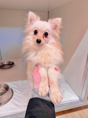 💐 Calamity (W), ca. 7 Monate, ca. 27cm, Slowakei, Spitz-Mix - Hündin