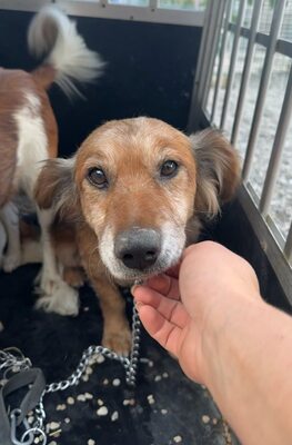 Calcifer, Mischling - Rüde