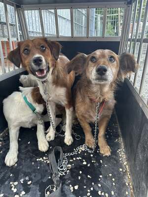 Calcifer, Mischling - Rüde