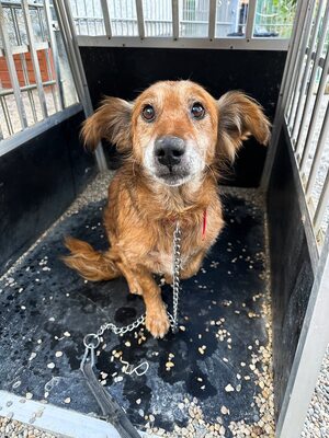 Calcifer, Mischling - Rüde