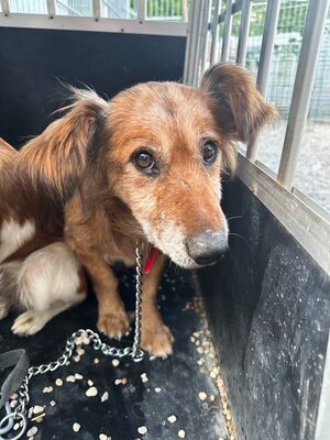 Calcifer, Mischling - Rüde