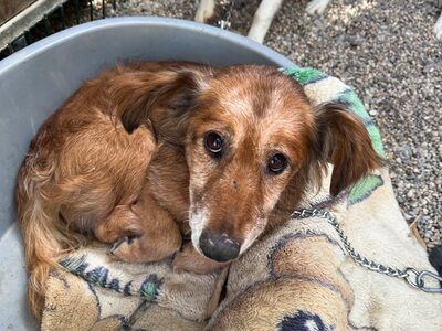 Calcifer, Mischling - Rüde