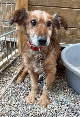 Calcifer, Mischling - Rüde