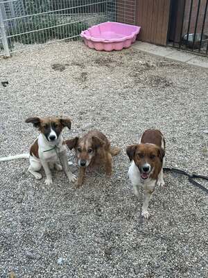 Calcifer, Mischling - Rüde