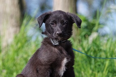 Calimero, Mischling Welpen - Rüde