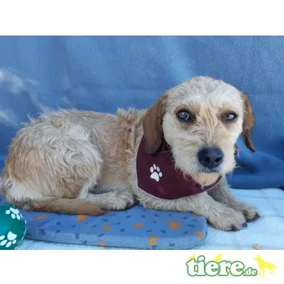 Calishi, Terriermix - Hündin
