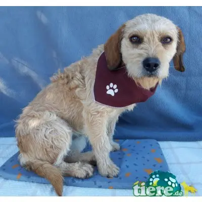 Calishi, Terriermix - Hündin