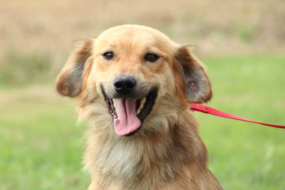 Calisio, Mischling - Rüde