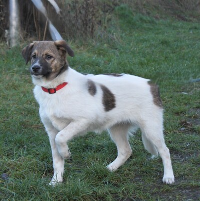 Calista, Mischlinge - Hündin