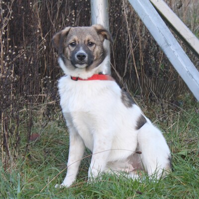 Calista, Mischlinge - Hündin