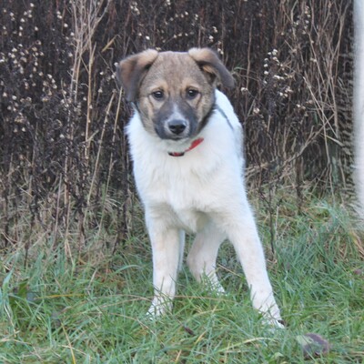 Calista, Mischlinge - Hündin