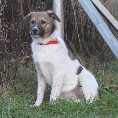 Calista, Mischlinge - Hündin