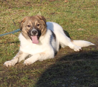 Calista, Mischlinge - Hündin