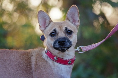 Calla, Chihuahua / Dackel-Mix - Hündin