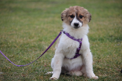 Calla, Mischling Welpen - Hündin