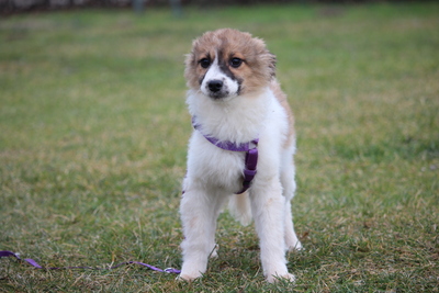 Calla, Mischling Welpen - Hündin