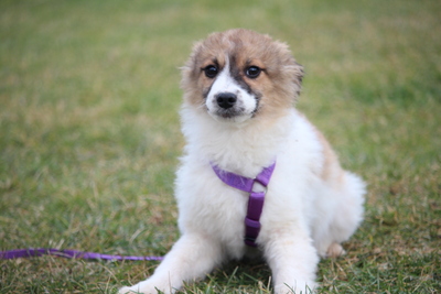 Calla, Mischling Welpen - Hündin