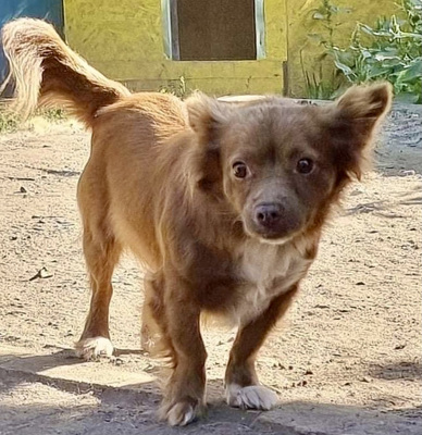 Calla, Mix - Hündin