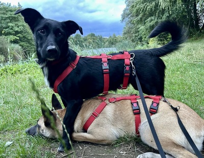 Calton, Mix - Rüde