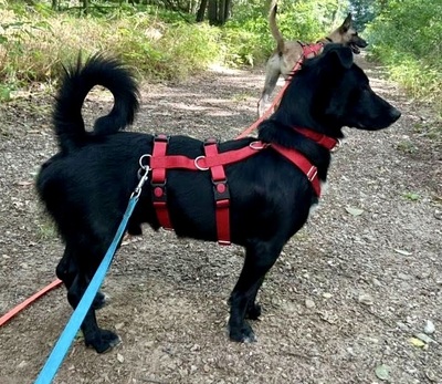 Calton, Mix - Rüde