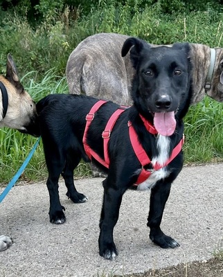 Calton, Mix - Rüde