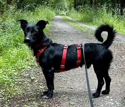 Calton, Mix - Rüde