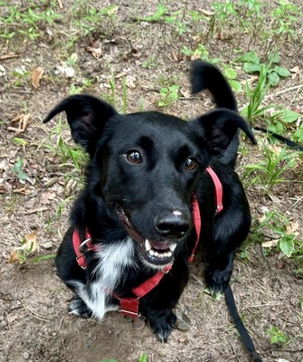 Calton, Mix - Rüde