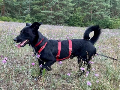Calton, Mix - Rüde