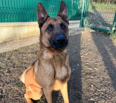 Campeon junger Malinois Rüde sucht ein Zuhause