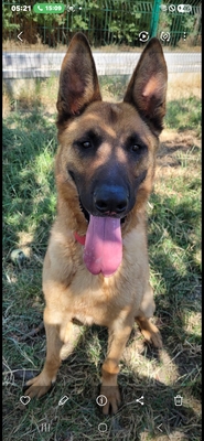 Campeon junger Malinois sucht sportliches Zuhause, Malinois - Rüde