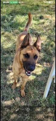 Campeon junger Malinois sucht sportliches Zuhause, Malinois - Rüde