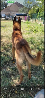 Campeon junger Malinois sucht sportliches Zuhause, Malinois - Rüde