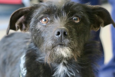 Candela, Mix - Hündin