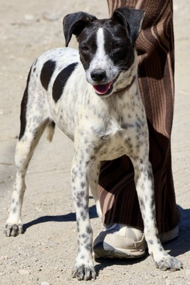 Candy, Bodeguero Andaluz - Mix - Hündin