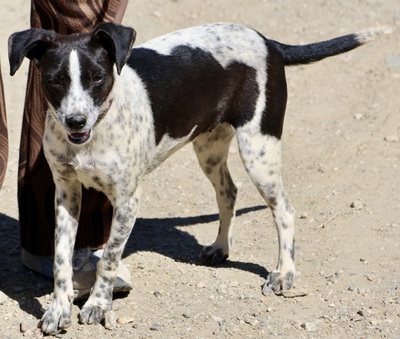 Candy, Bodeguero Andaluz - Mix - Hündin