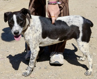 Candy, Bodeguero Andaluz - Mix - Hündin